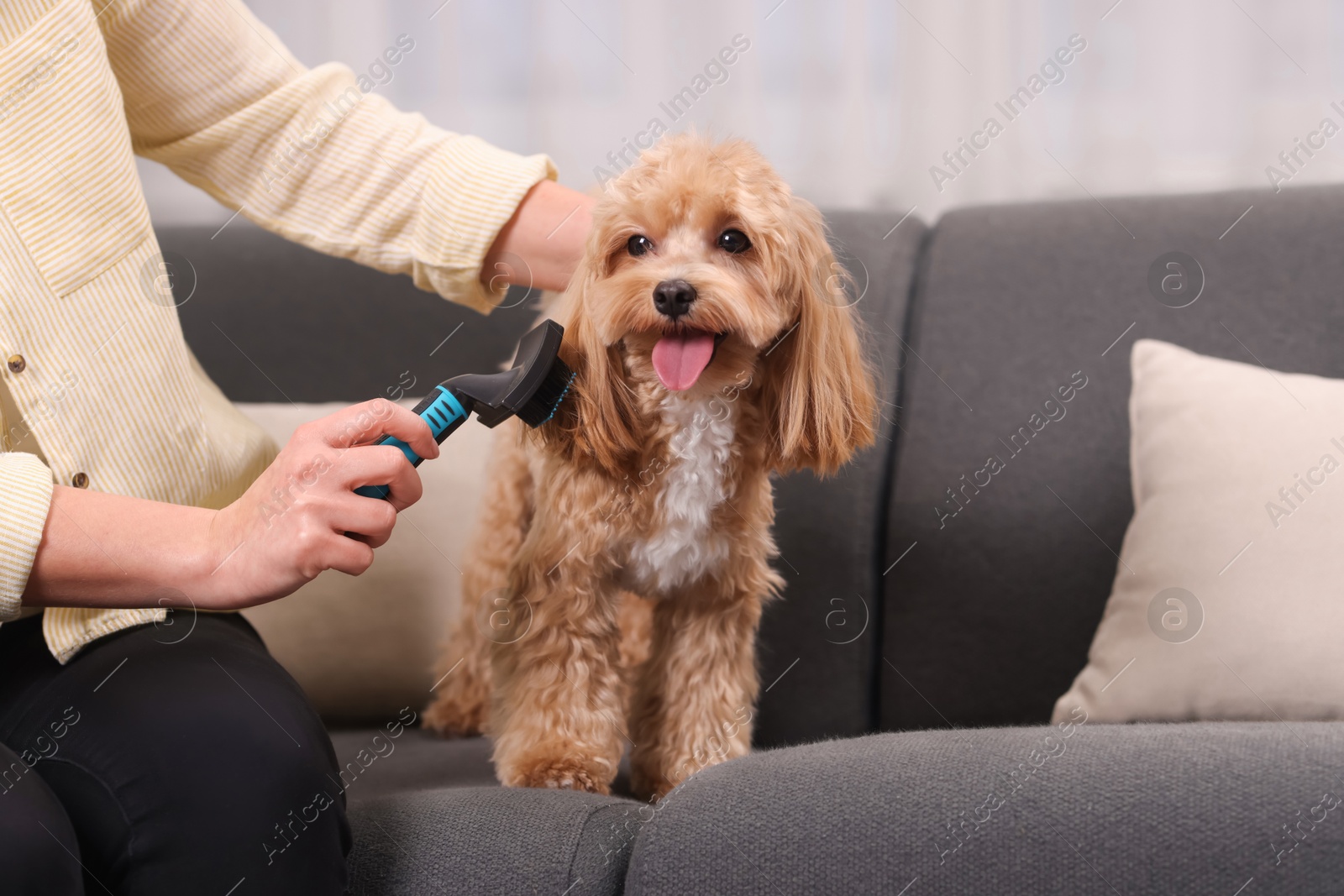 Photo of Woman brushing cute Maltipoo dog on sofa at home, closeup