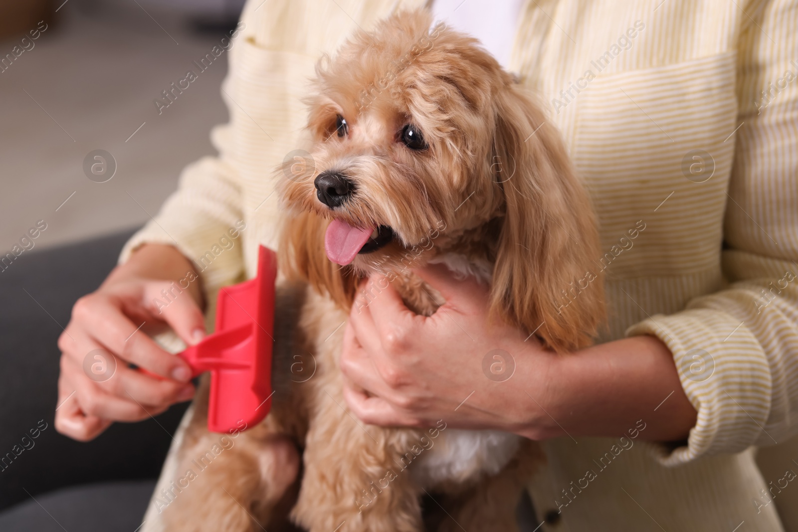 Photo of Woman brushing cute Maltipoo dog at home, closeup