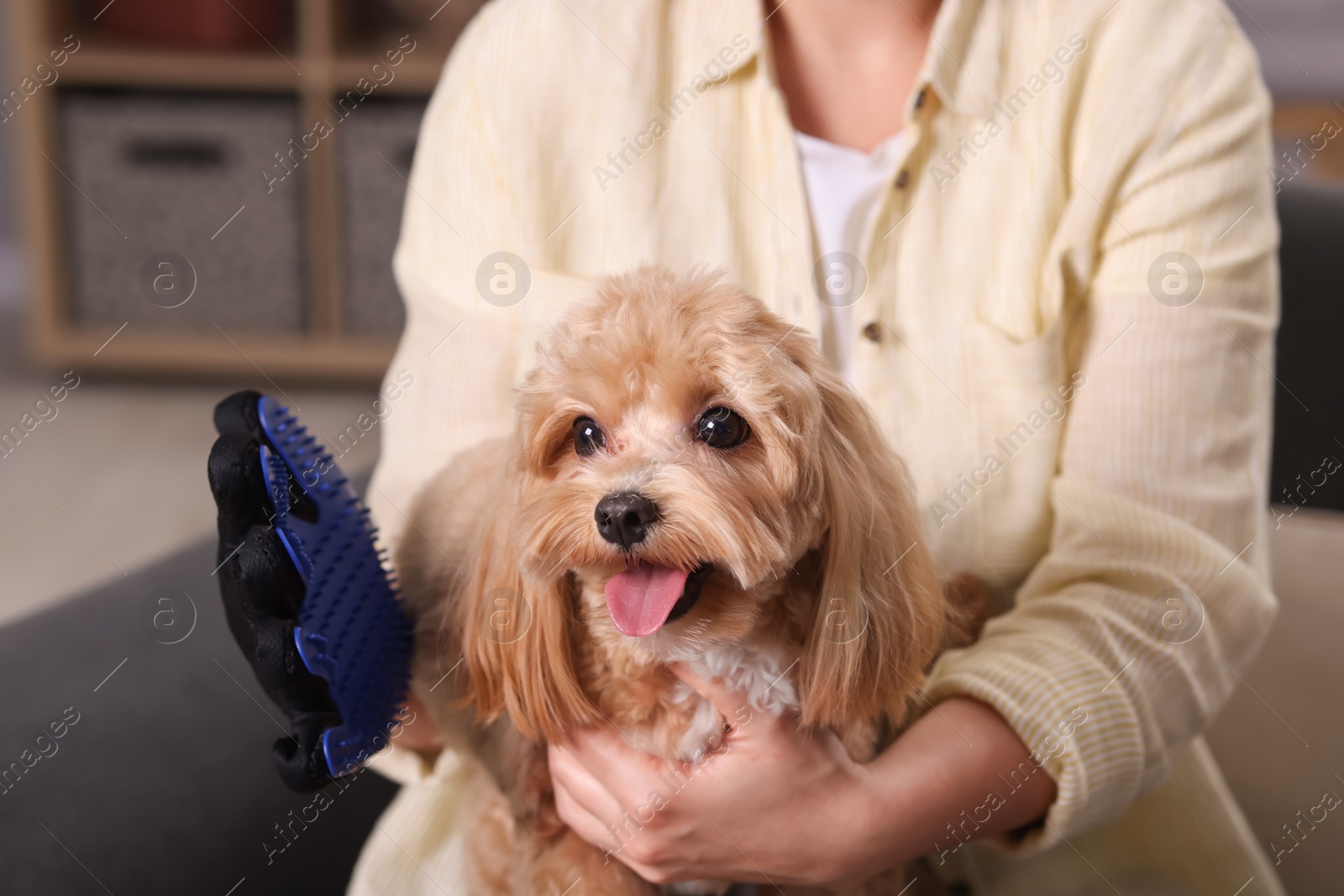 Photo of Woman brushing cute Maltipoo dog with grooming glove at home, closeup