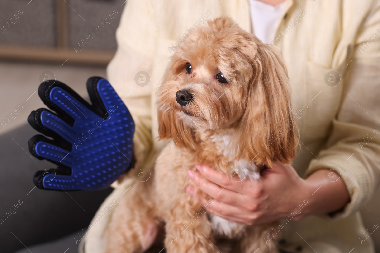 Photo of Woman brushing cute Maltipoo dog with grooming glove at home, closeup