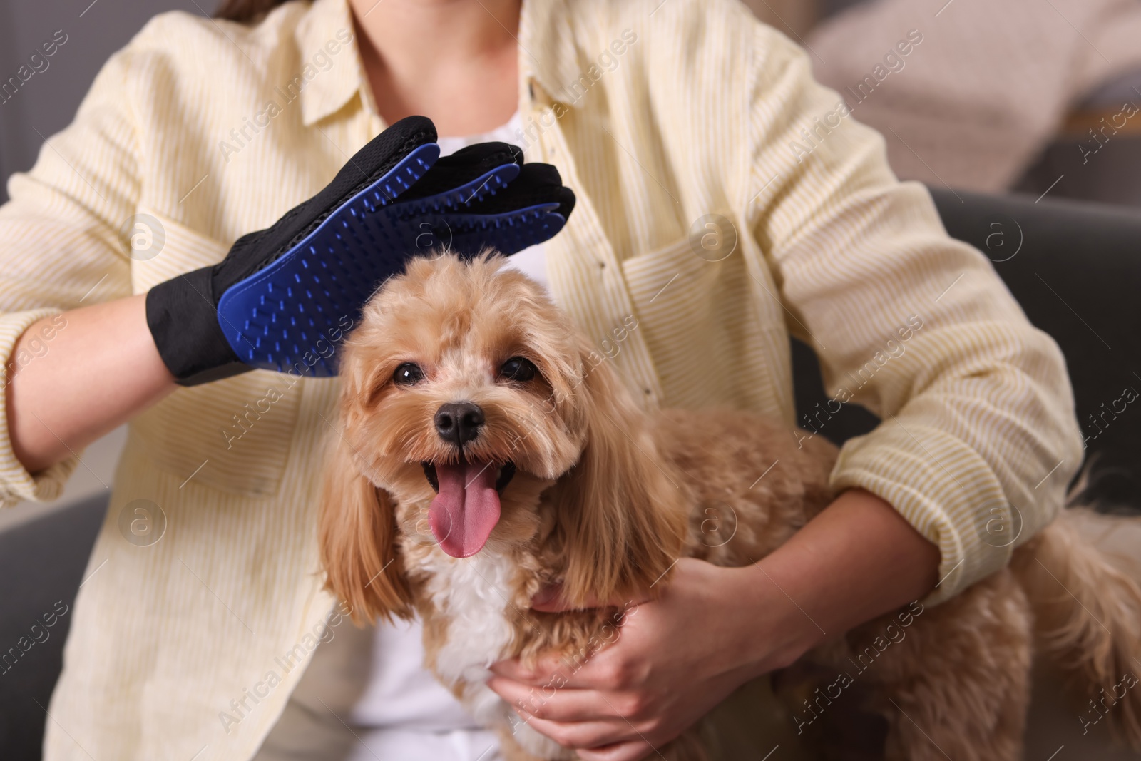 Photo of Woman brushing cute Maltipoo dog with grooming glove at home, closeup