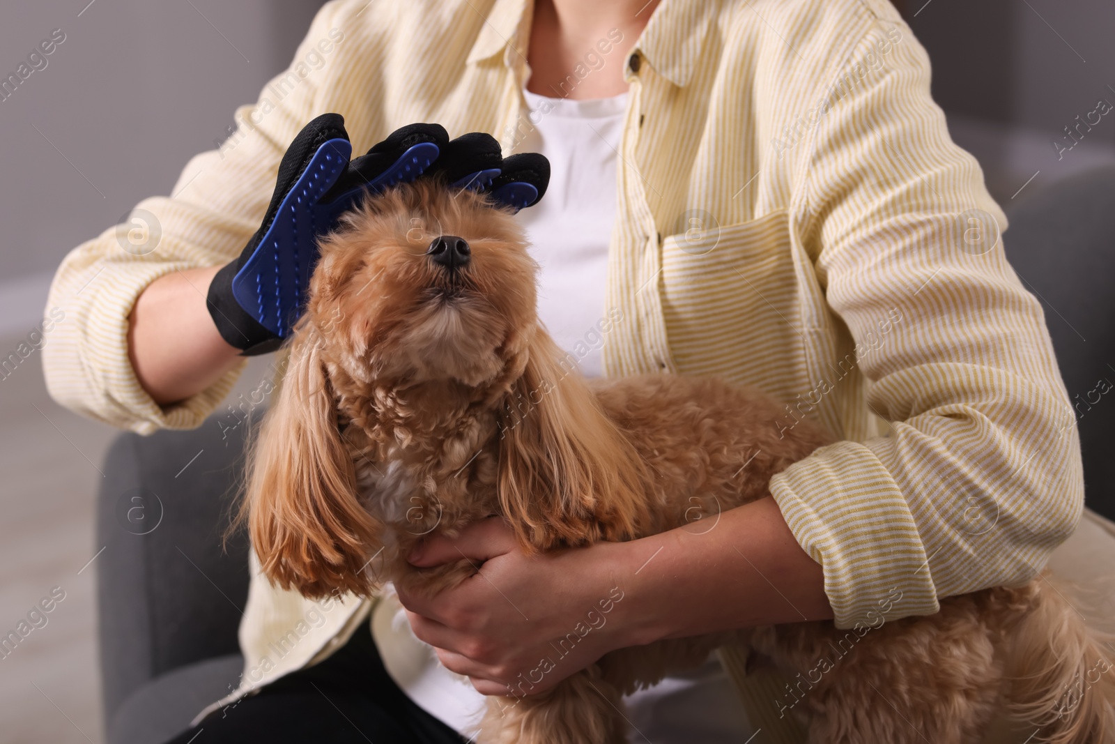 Photo of Woman brushing cute Maltipoo dog with grooming glove at home, closeup