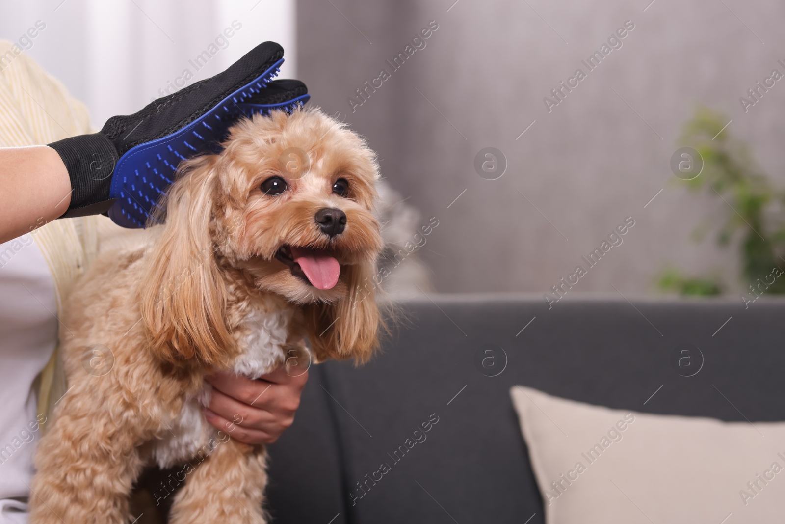 Photo of Woman brushing cute Maltipoo dog with grooming glove at home, closeup. Space for text