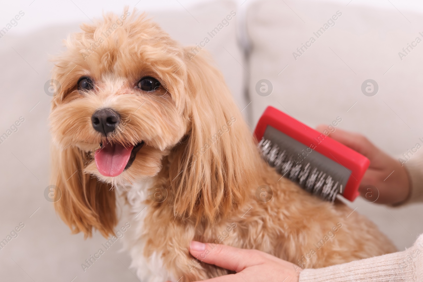 Photo of Woman brushing cute Maltipoo dog at home, closeup