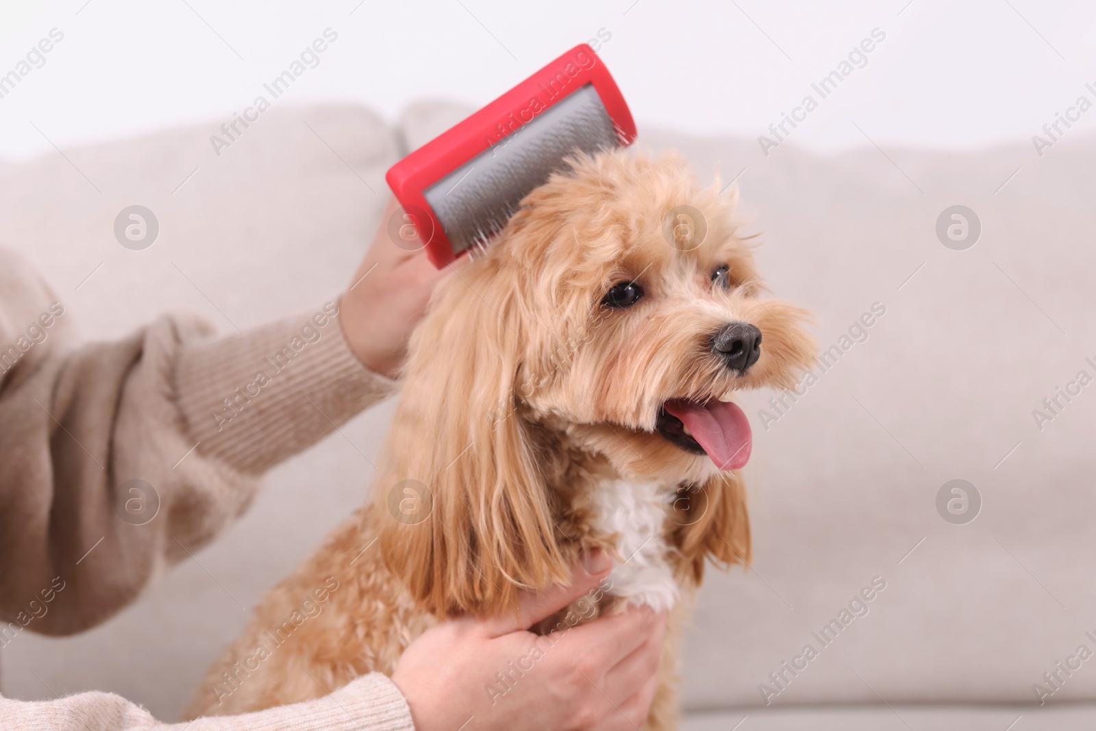 Photo of Woman brushing cute Maltipoo dog on sofa at home, closeup