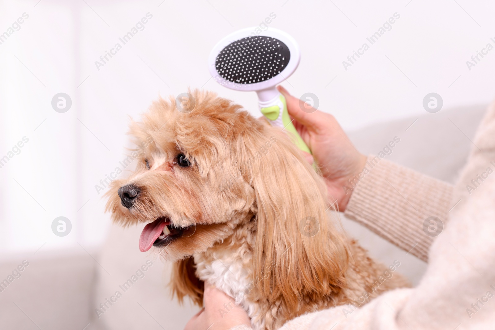 Photo of Woman brushing cute Maltipoo dog on sofa at home, closeup