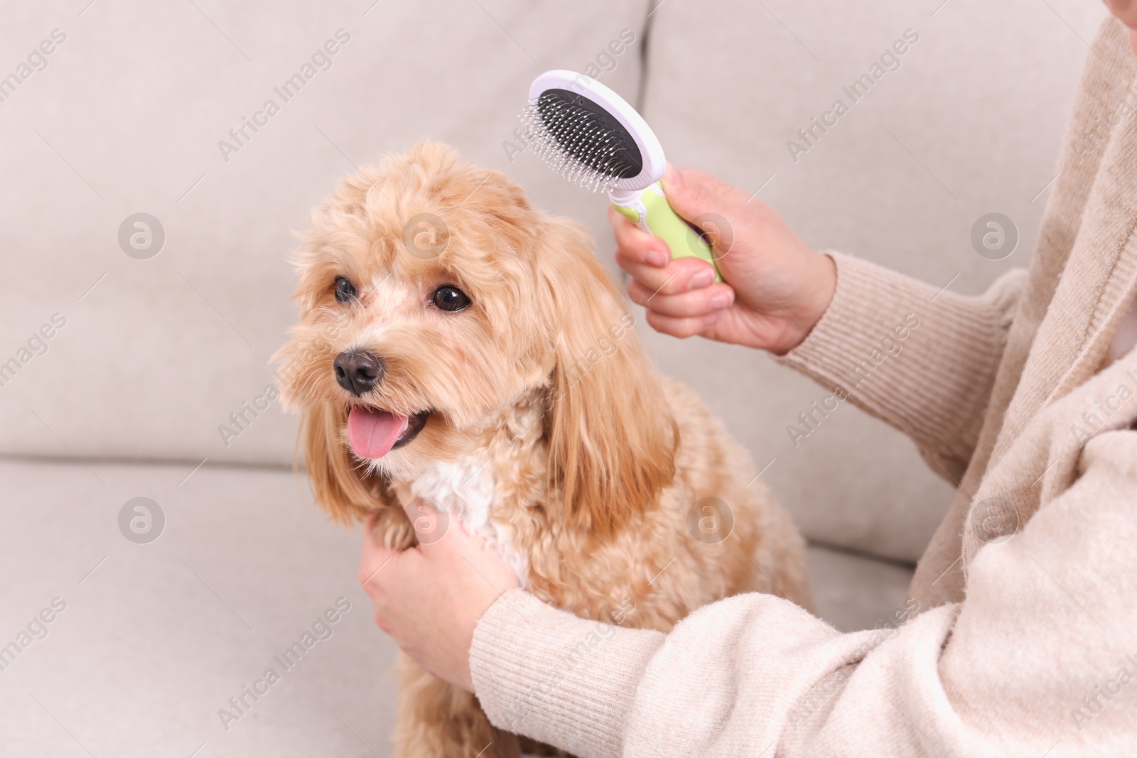 Photo of Woman brushing cute Maltipoo dog on sofa at home, closeup