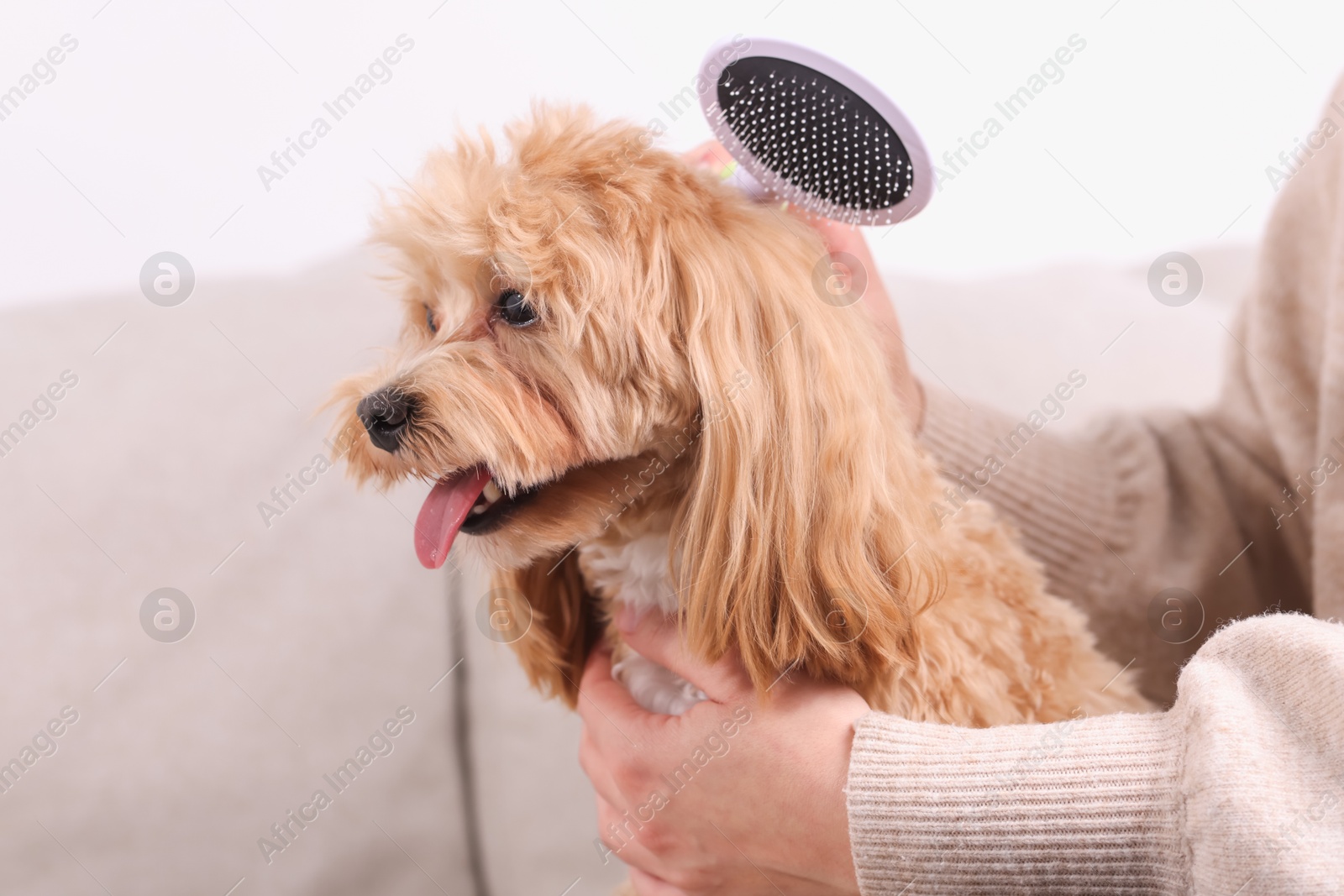 Photo of Woman brushing cute Maltipoo dog on sofa at home, closeup