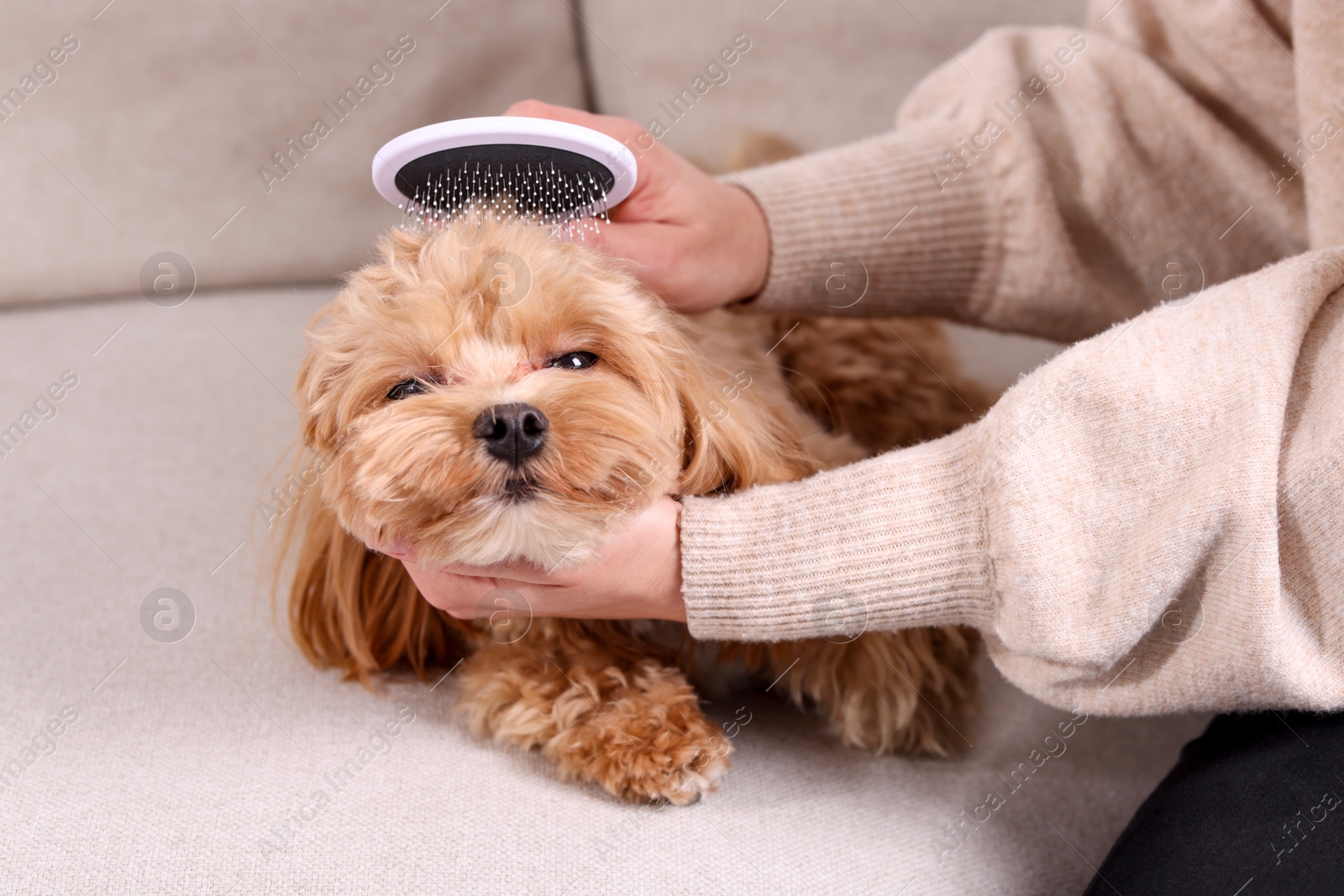 Photo of Woman brushing cute Maltipoo dog on sofa at home, closeup