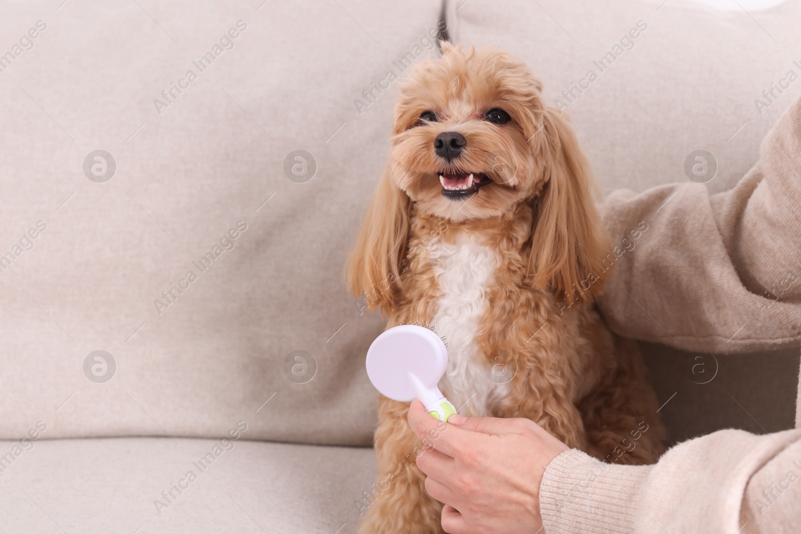 Photo of Woman brushing cute Maltipoo dog on sofa at home, closeup. Space for text