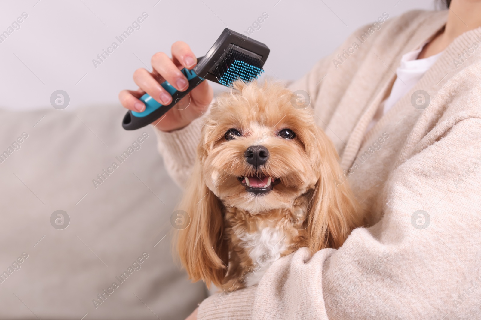 Photo of Woman brushing cute Maltipoo dog at home, closeup