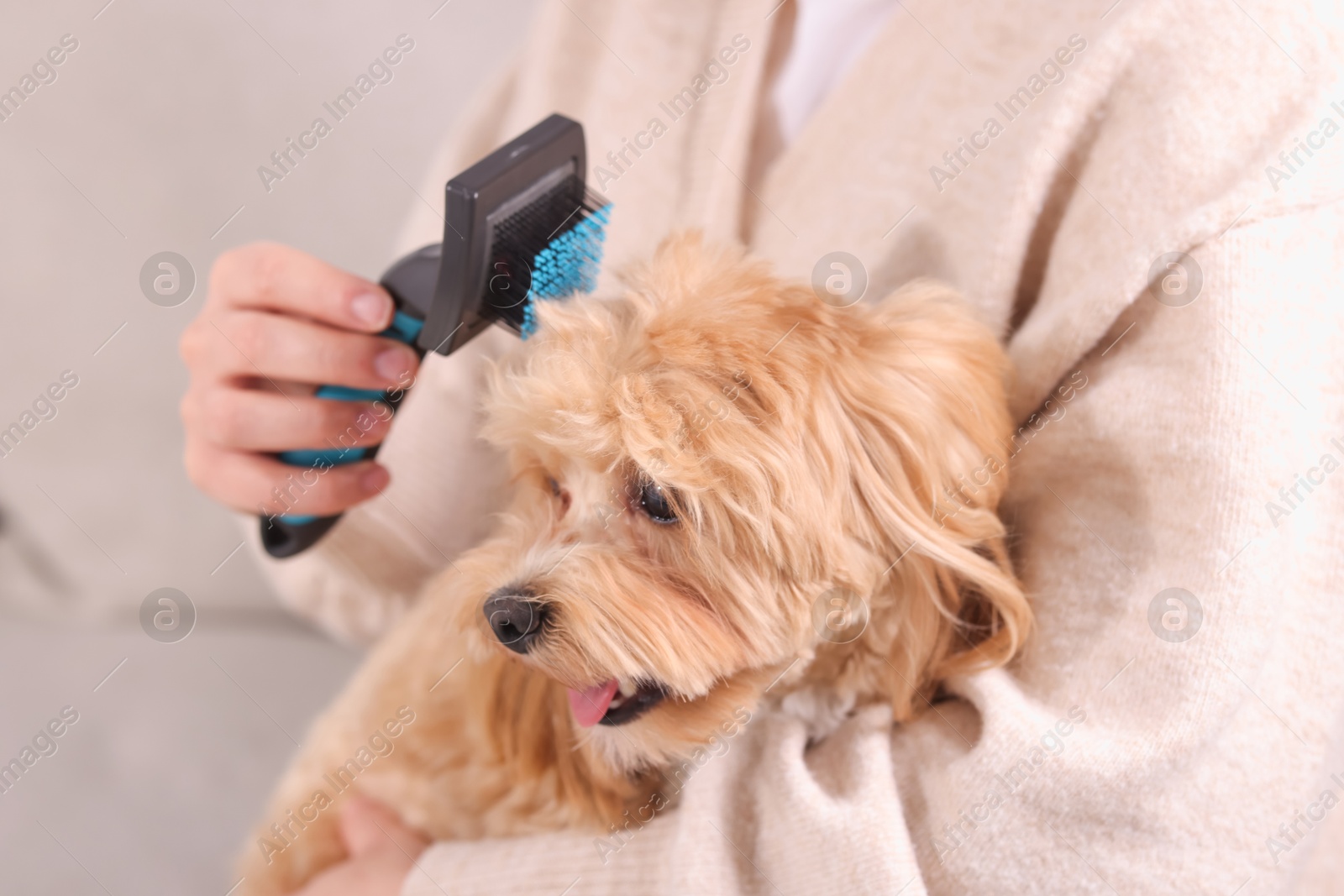 Photo of Woman brushing cute Maltipoo dog at home, closeup