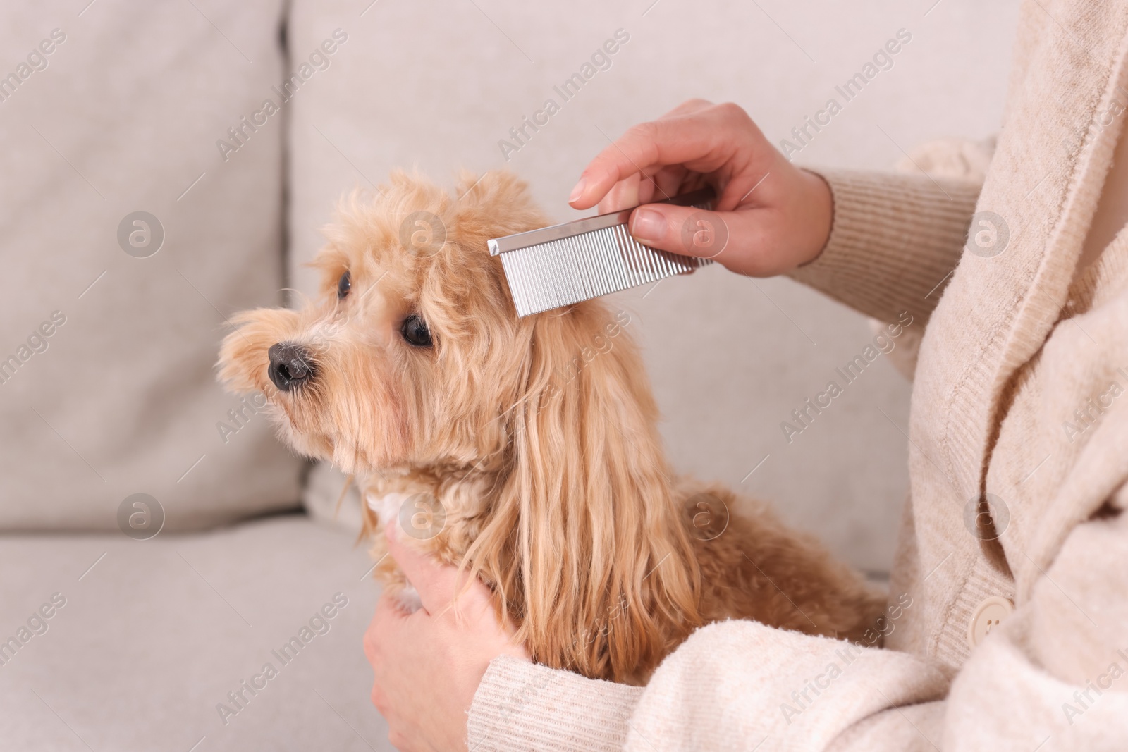 Photo of Woman brushing cute Maltipoo dog on sofa at home, closeup