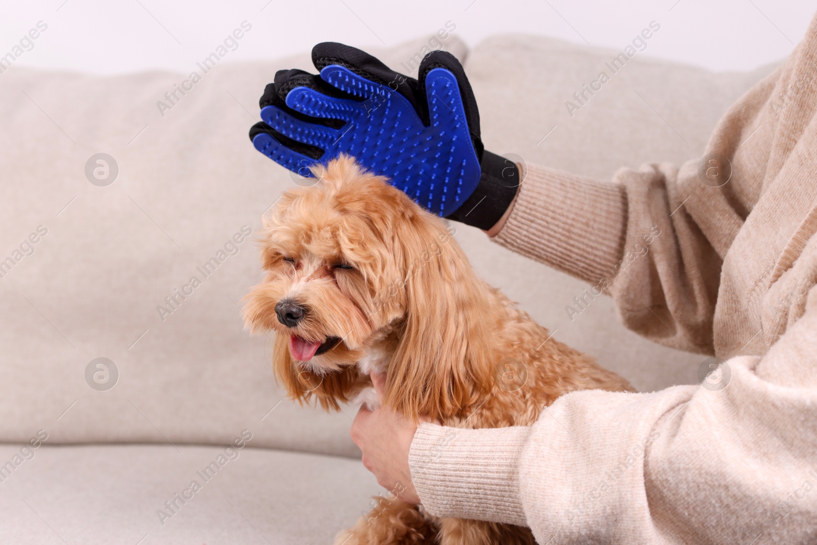 Photo of Woman brushing cute Maltipoo dog with grooming glove on sofa at home, closeup