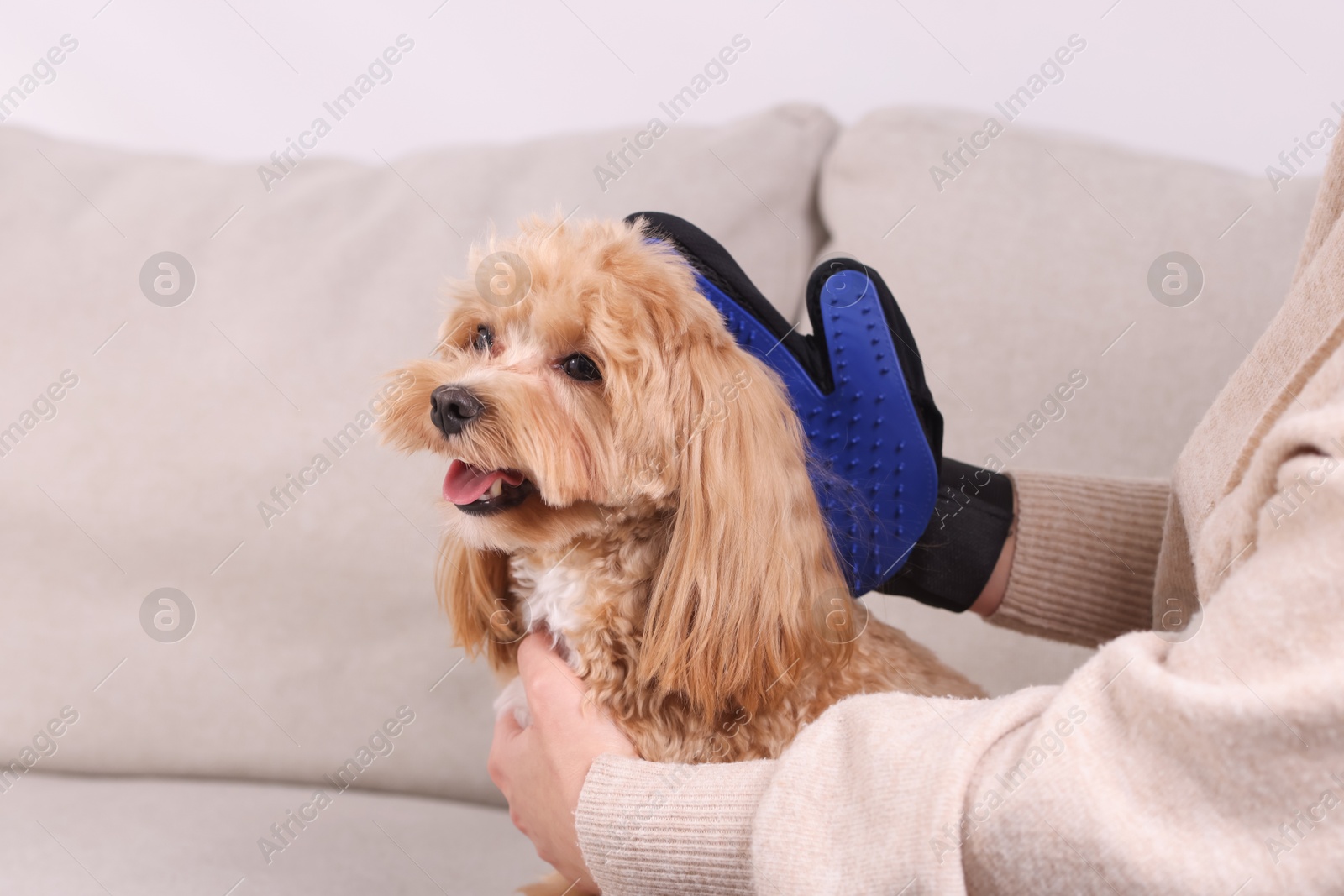 Photo of Woman brushing cute Maltipoo dog with grooming glove on sofa at home, closeup