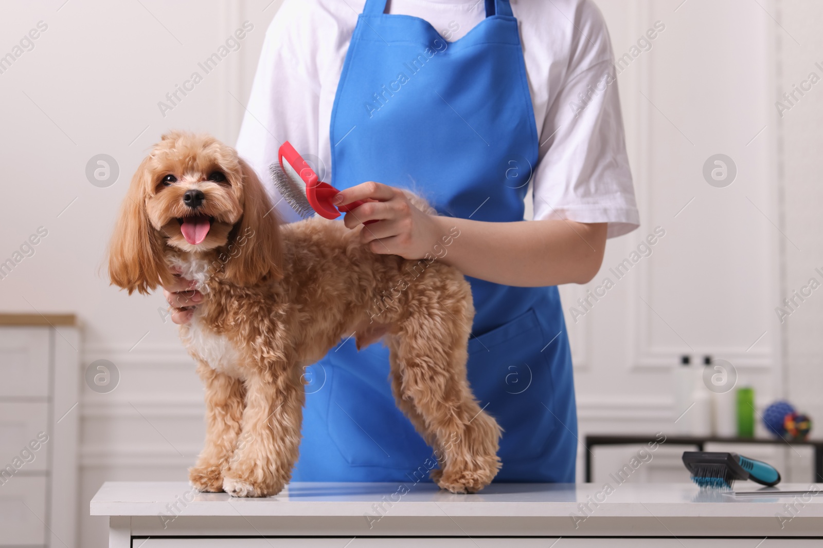 Photo of Woman brushing cute Maltipoo dog indoors, closeup