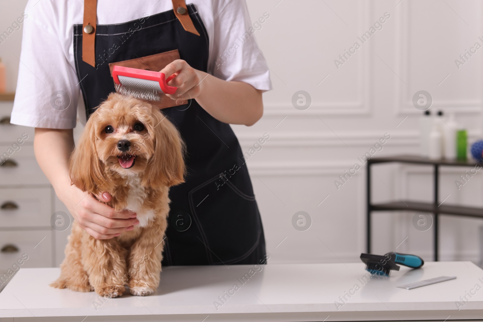 Photo of Woman brushing cute Maltipoo dog indoors, closeup