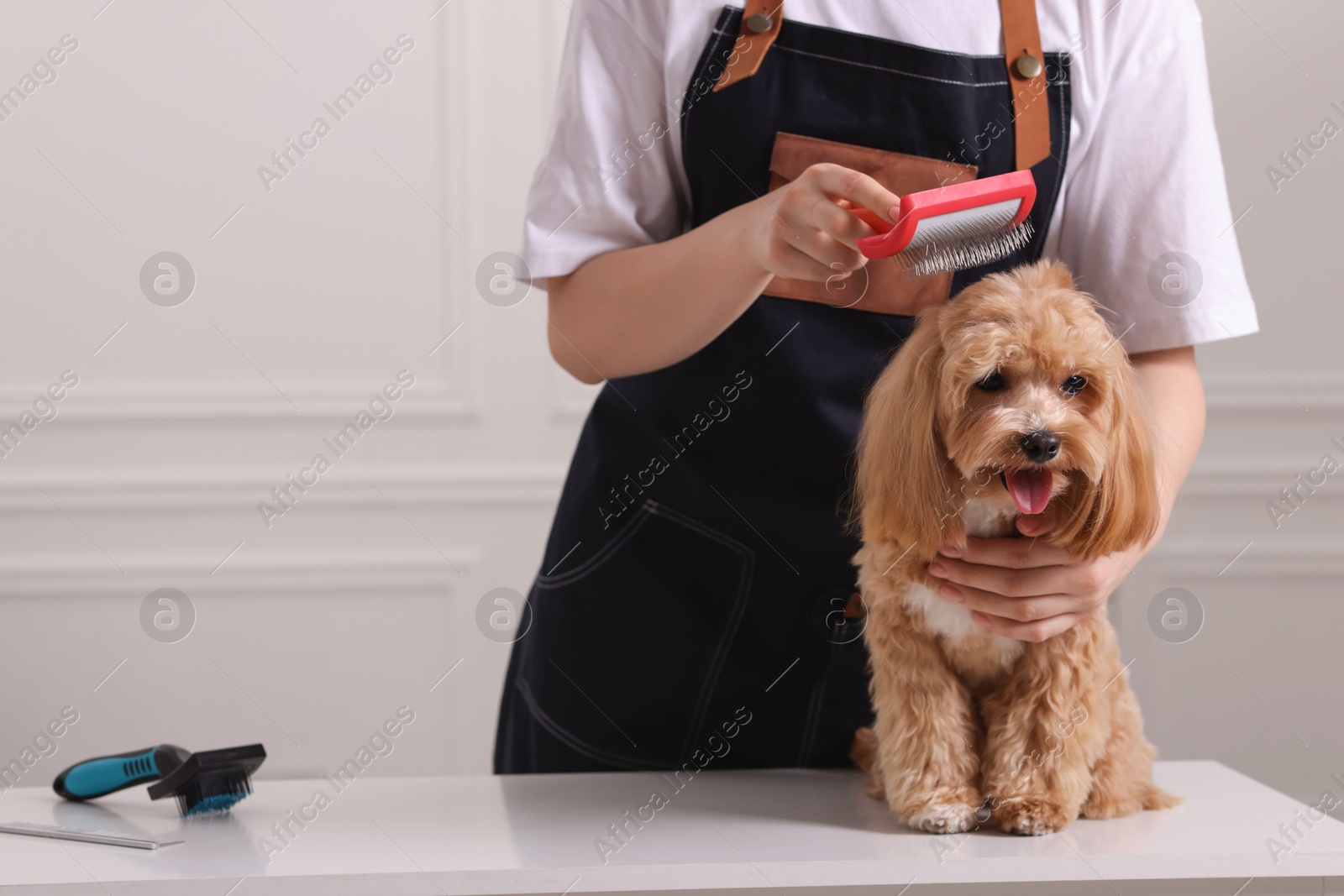 Photo of Woman brushing cute Maltipoo dog indoors, closeup