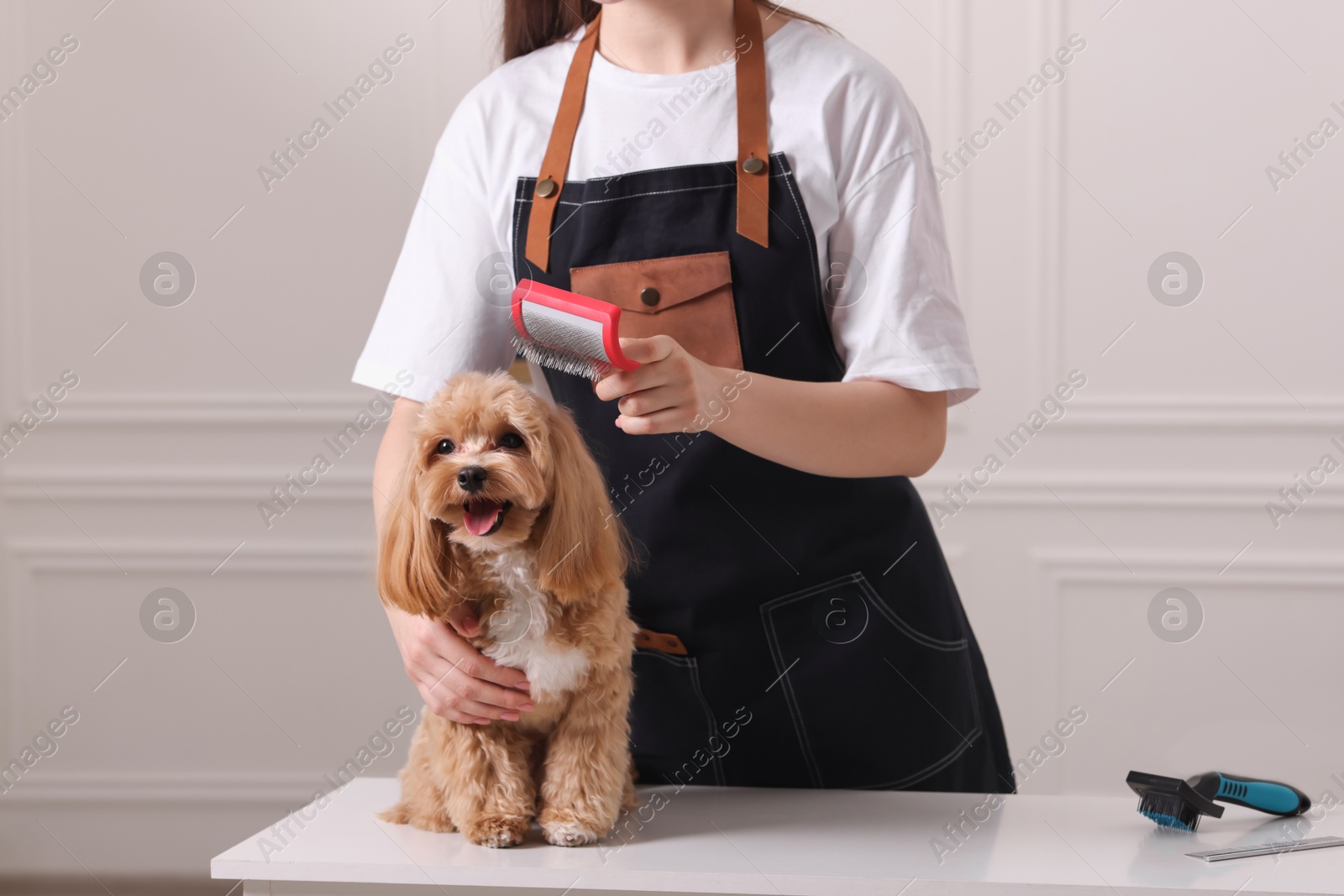 Photo of Woman brushing cute Maltipoo dog indoors, closeup