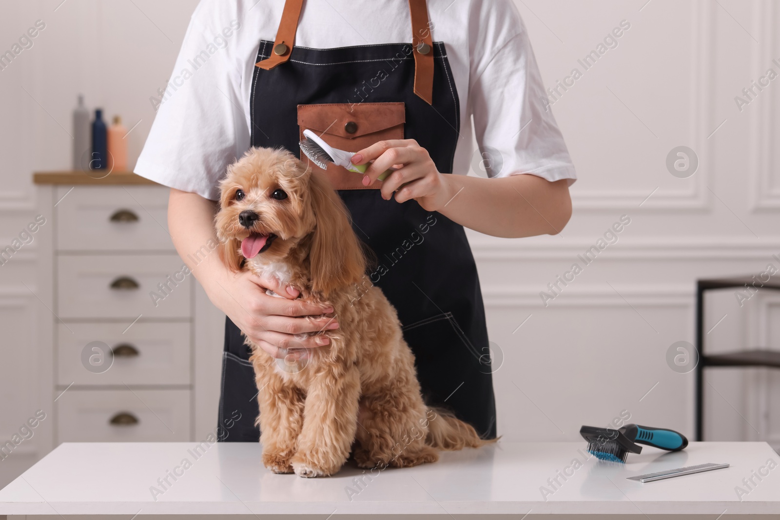 Photo of Woman brushing cute Maltipoo dog indoors, closeup