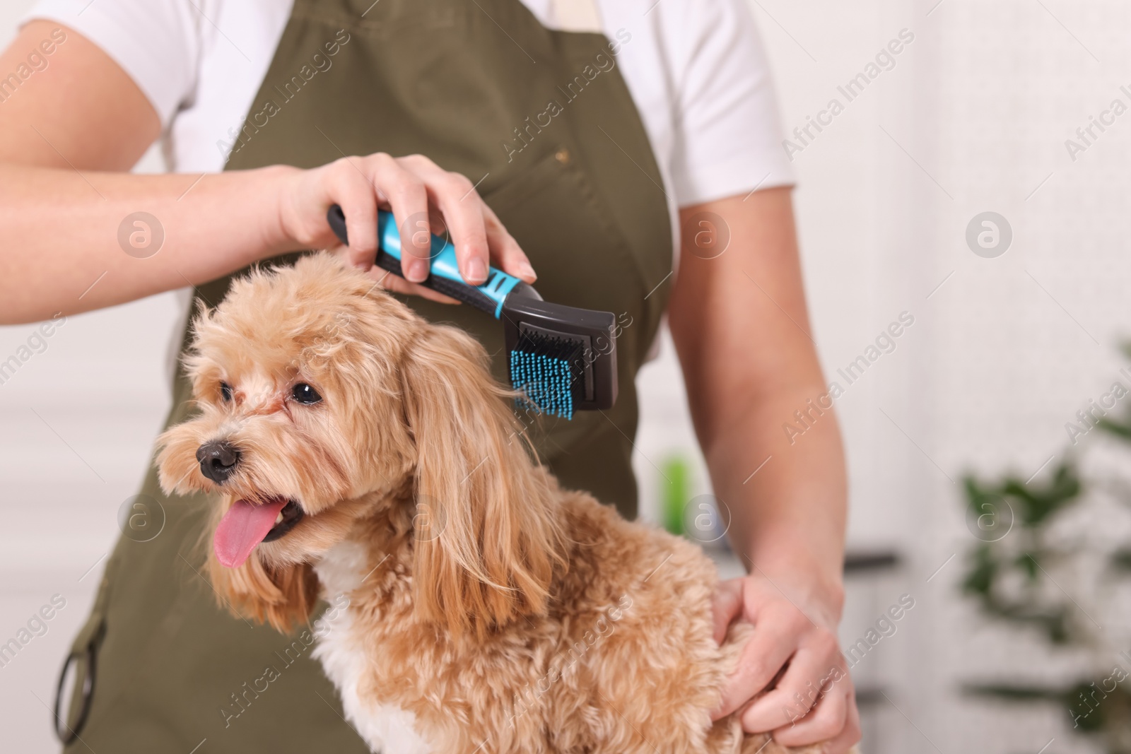 Photo of Woman brushing cute Maltipoo dog indoors, closeup