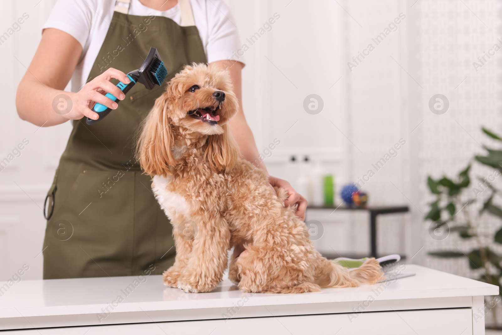 Photo of Woman brushing cute Maltipoo dog indoors, closeup