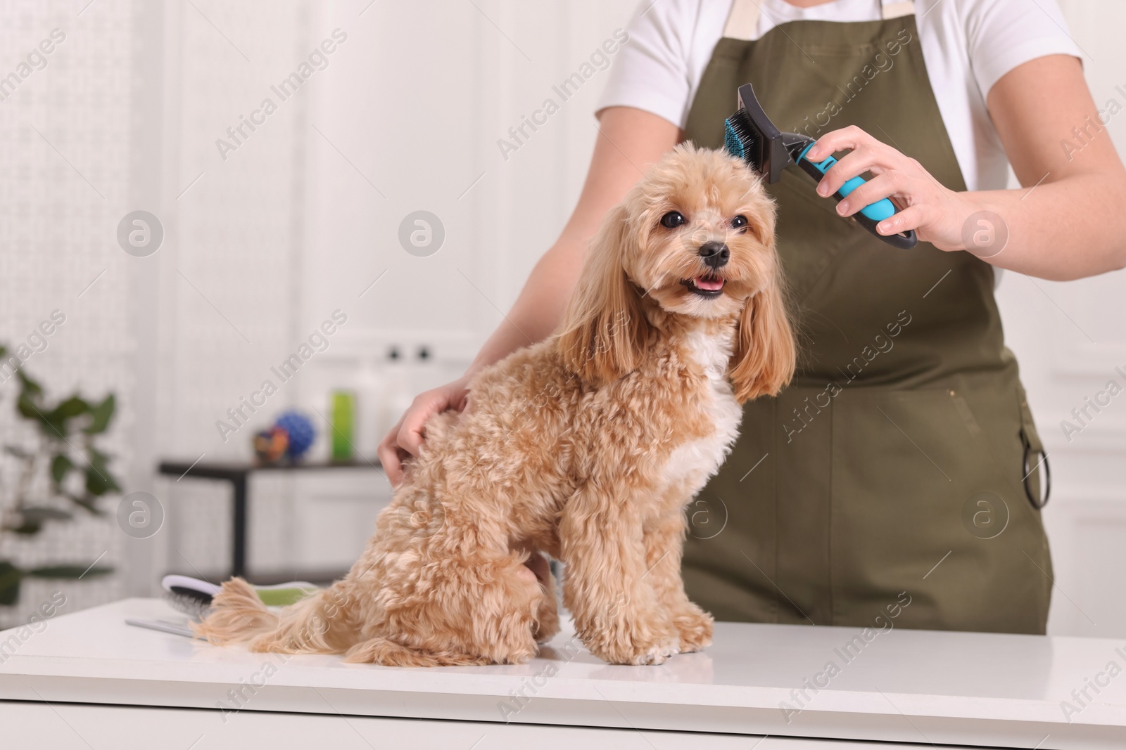 Photo of Woman brushing cute Maltipoo dog indoors, closeup