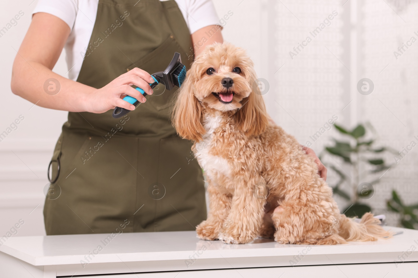 Photo of Woman brushing cute Maltipoo dog indoors, closeup