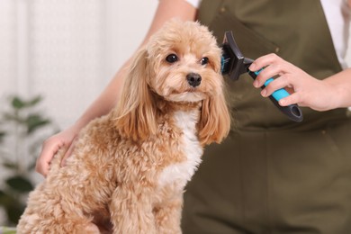 Photo of Woman brushing cute Maltipoo dog indoors, closeup