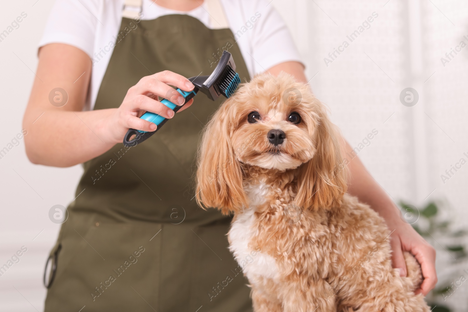 Photo of Woman brushing cute Maltipoo dog indoors, closeup