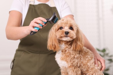 Photo of Woman brushing cute Maltipoo dog indoors, closeup