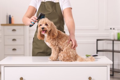 Photo of Woman brushing cute Maltipoo dog indoors, closeup