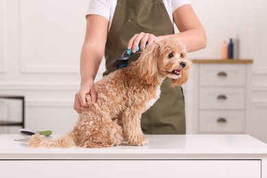 Photo of Woman brushing cute Maltipoo dog indoors, closeup