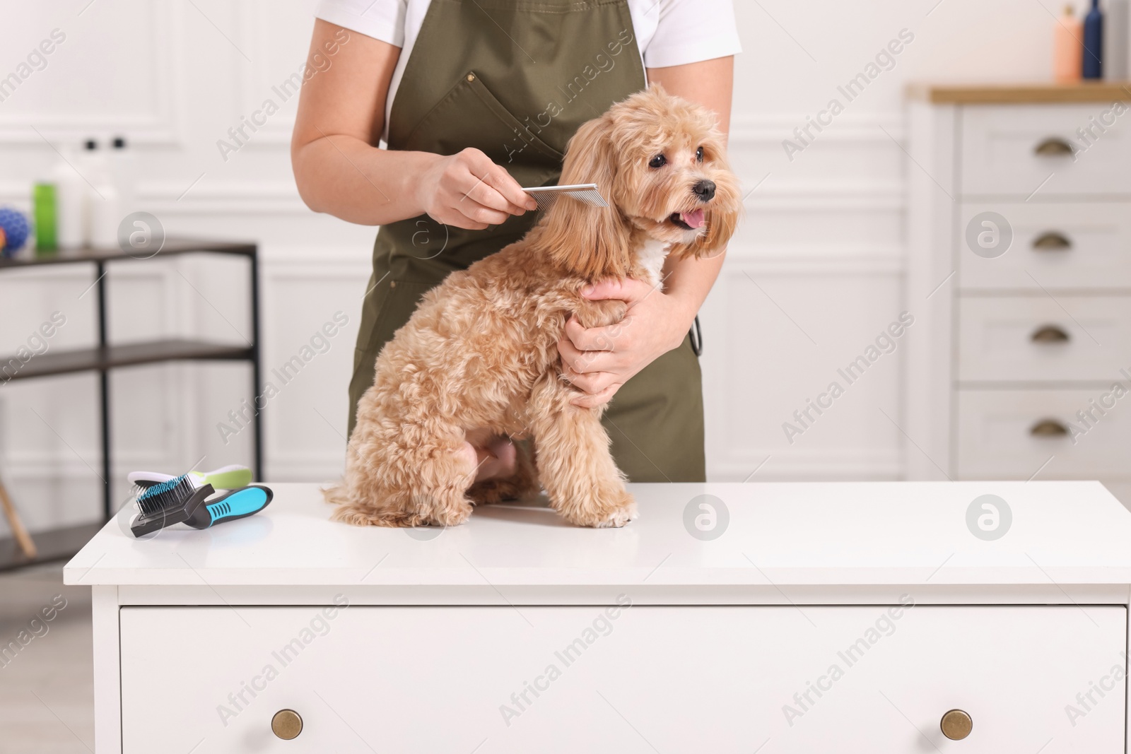 Photo of Woman brushing cute Maltipoo dog indoors, closeup