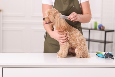 Photo of Woman brushing cute Maltipoo dog indoors, closeup