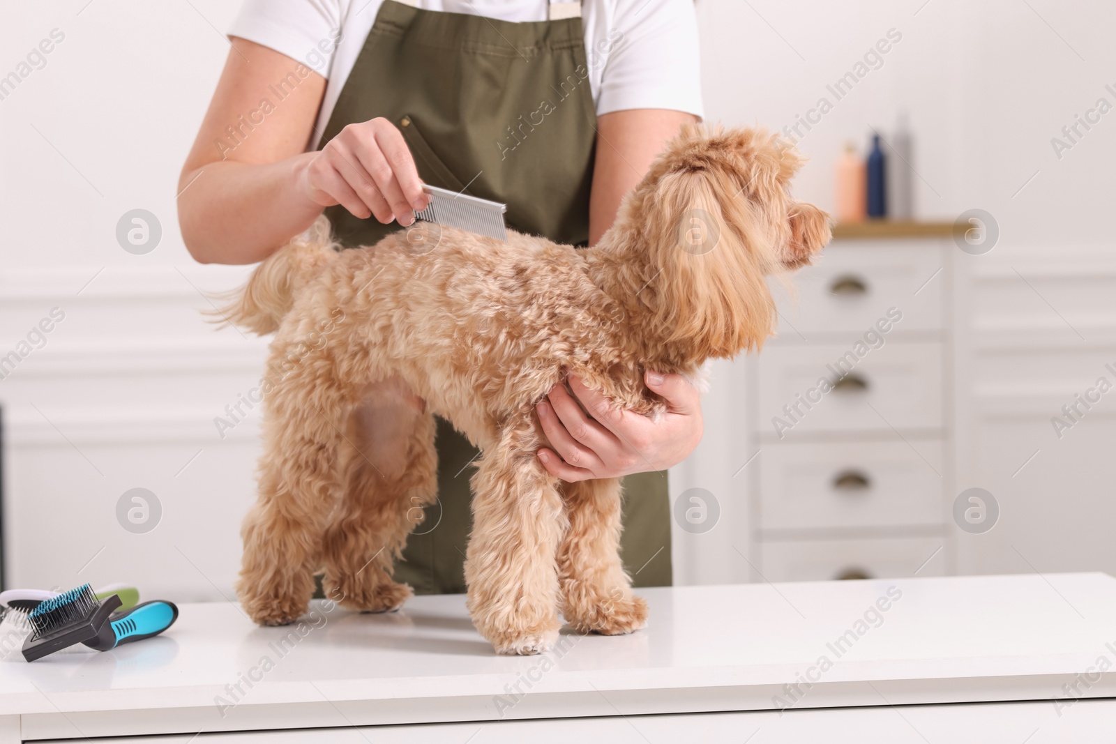 Photo of Woman brushing cute Maltipoo dog indoors, closeup