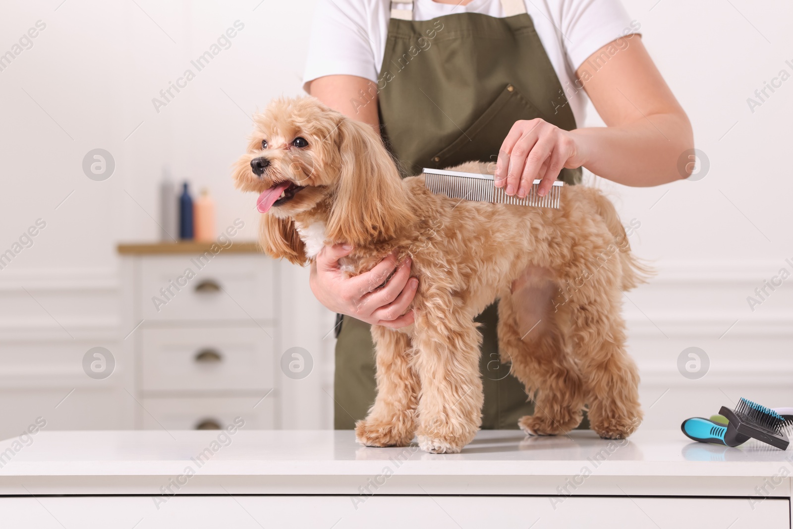 Photo of Woman brushing cute Maltipoo dog indoors, closeup