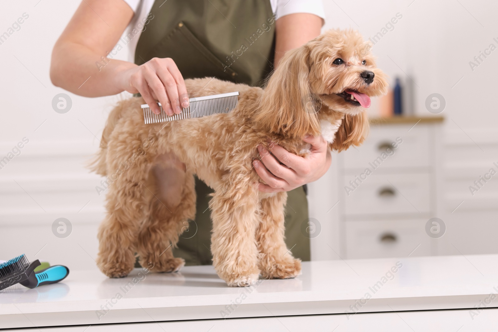 Photo of Woman brushing cute Maltipoo dog indoors, closeup