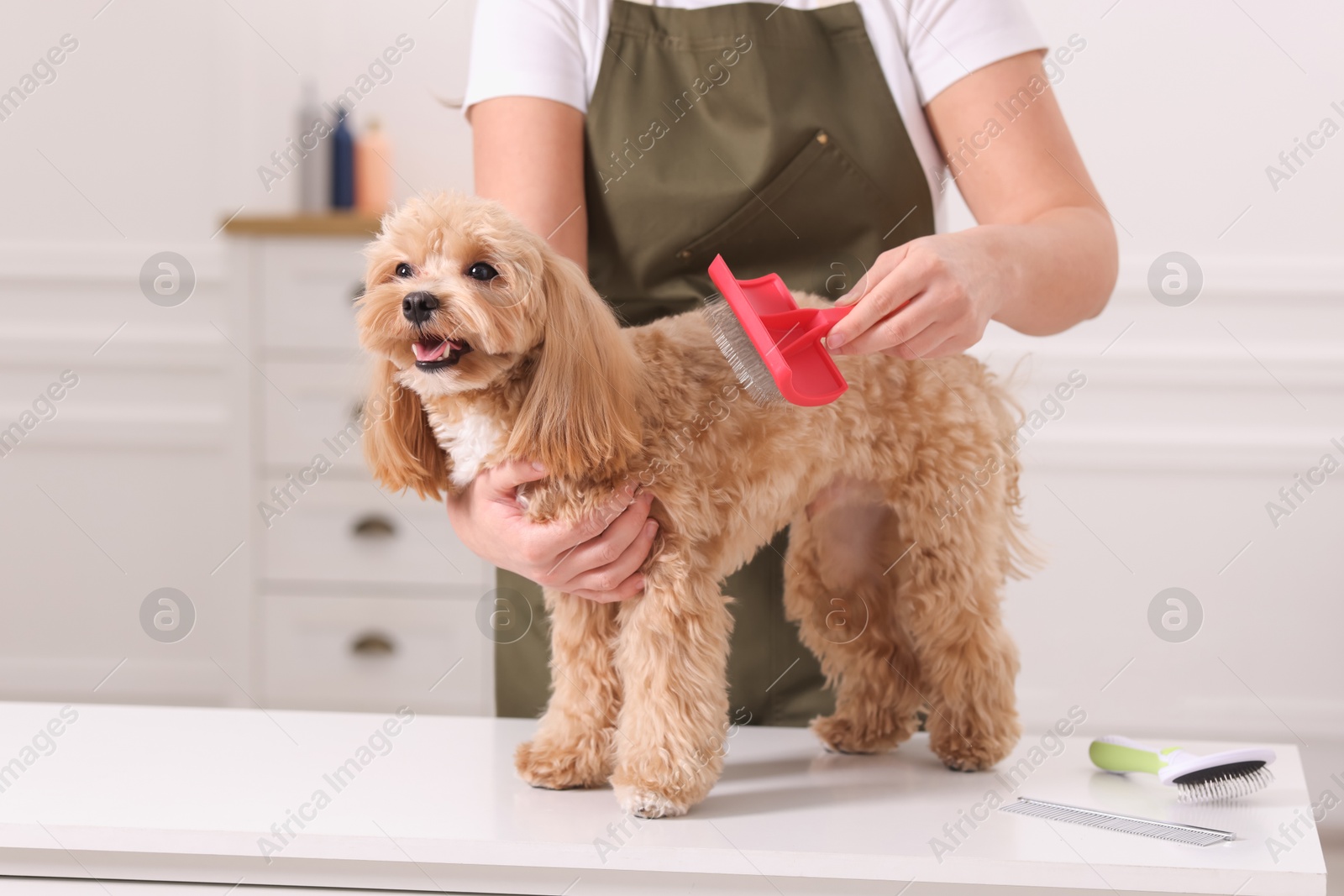 Photo of Woman brushing cute Maltipoo dog indoors, closeup