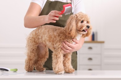 Photo of Woman brushing cute Maltipoo dog indoors, closeup