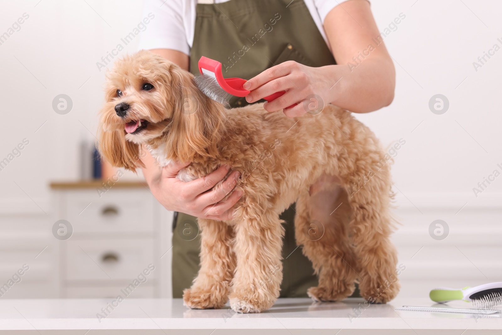 Photo of Woman brushing cute Maltipoo dog indoors, closeup