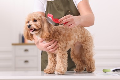 Photo of Woman brushing cute Maltipoo dog indoors, closeup