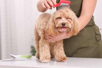 Photo of Woman brushing cute Maltipoo dog indoors, closeup