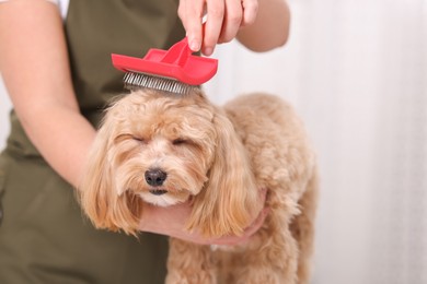 Photo of Woman brushing cute Maltipoo dog indoors, closeup