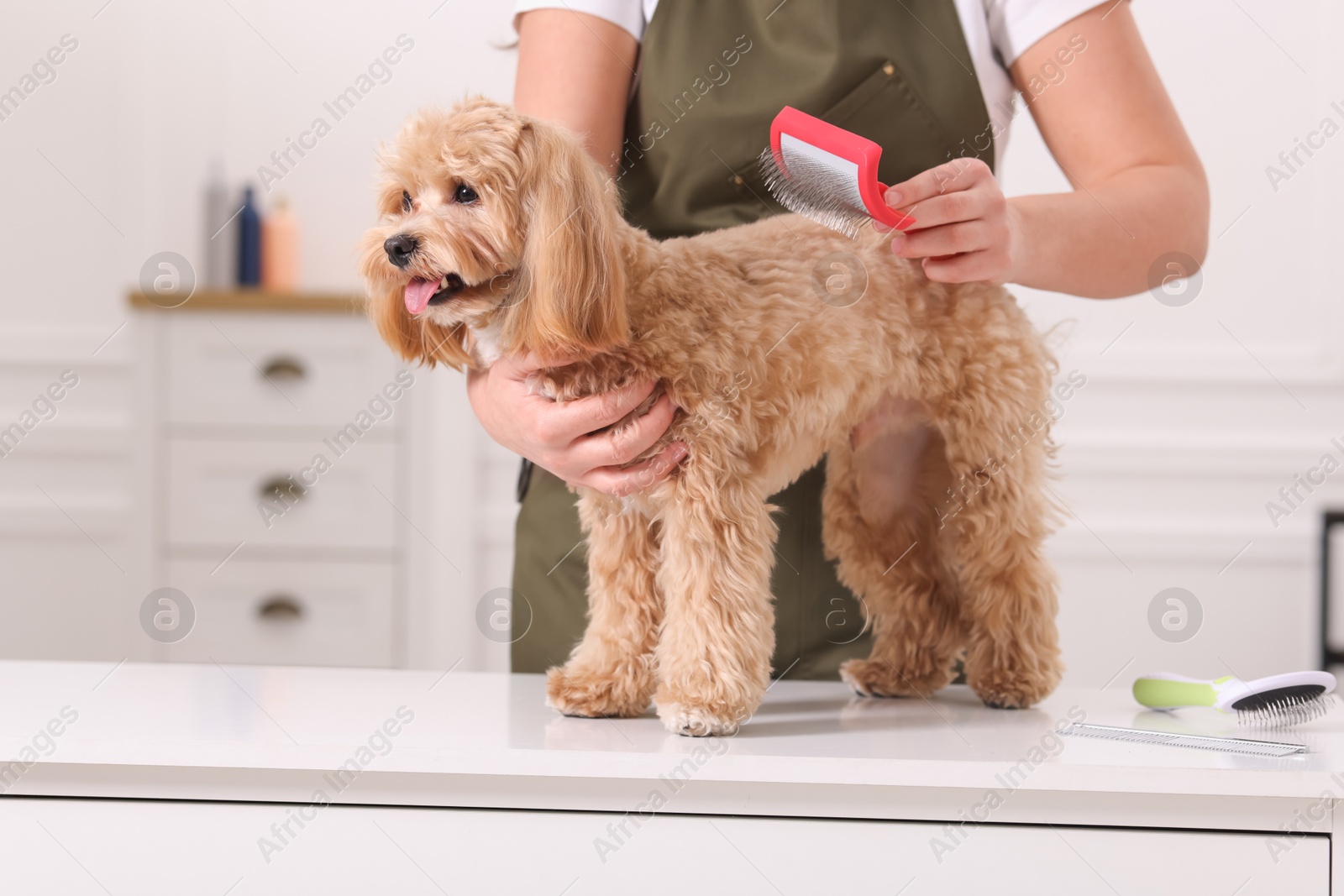 Photo of Woman brushing cute Maltipoo dog indoors, closeup