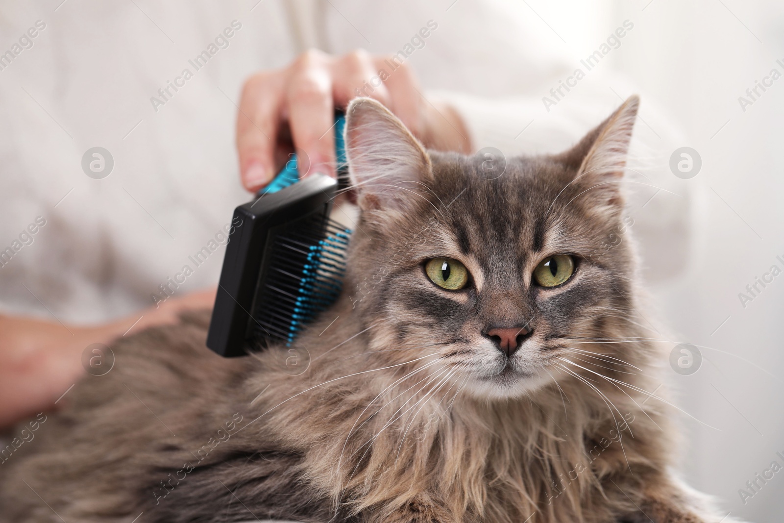 Photo of Woman brushing her cute cat indoors, closeup