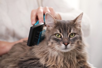 Photo of Woman brushing her cute cat indoors, closeup