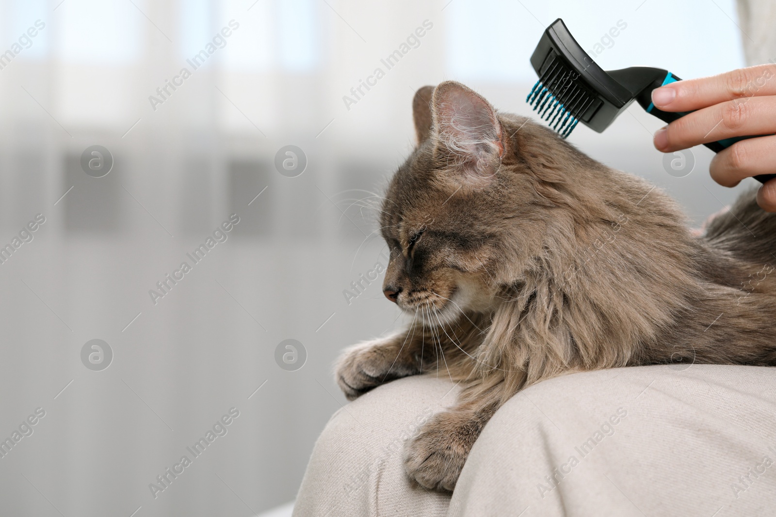 Photo of Woman brushing her cute cat indoors, closeup. Space for text