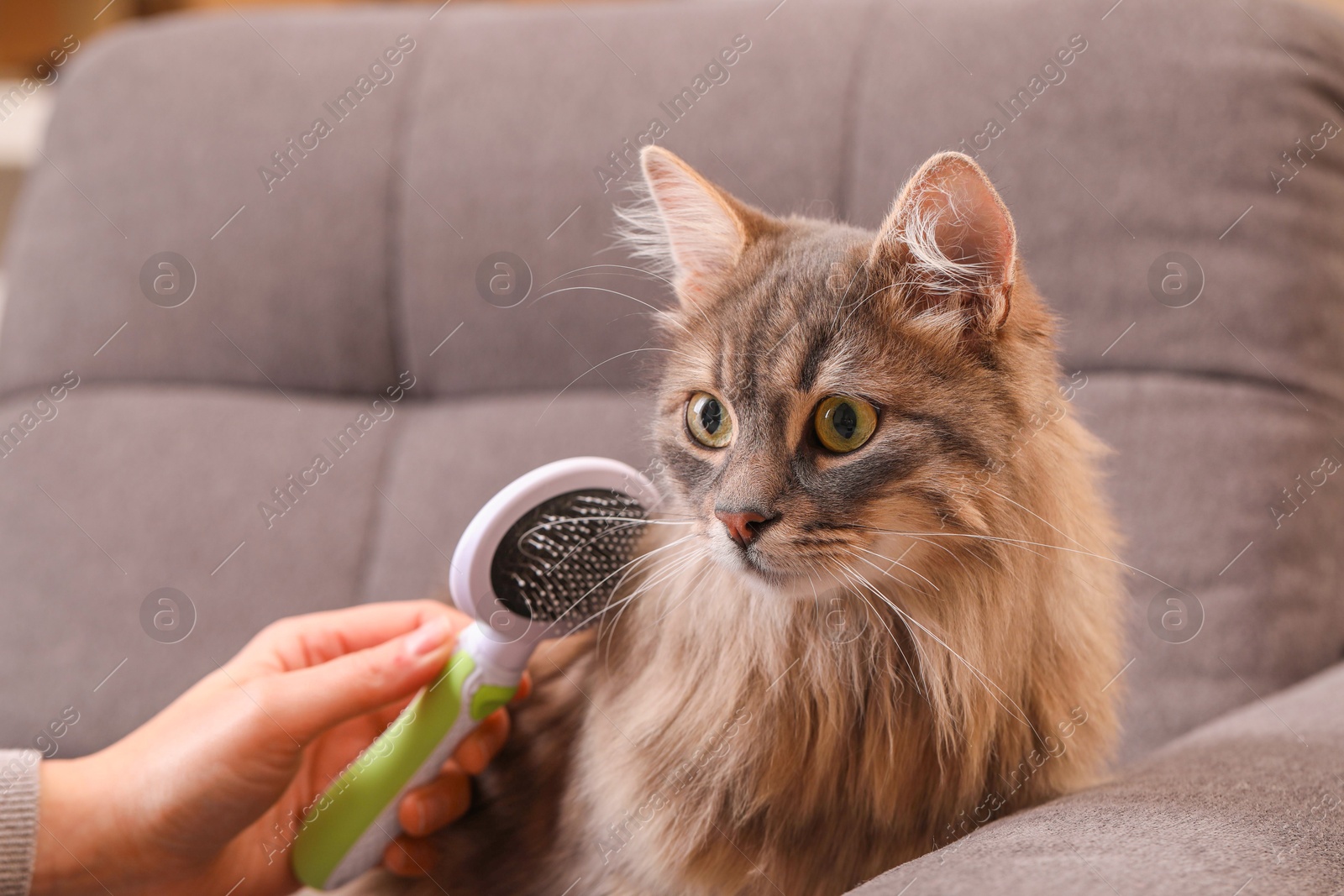 Photo of Woman brushing her cat on sofa indoors, closeup