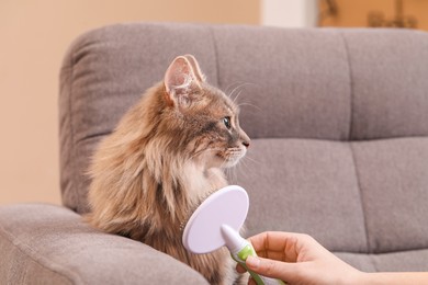 Photo of Woman brushing her cat on sofa indoors, closeup. Space for text